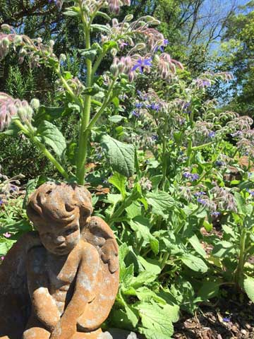 Beaumont Botanical Gardens 